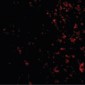 PAK4 Antibody (Internal)